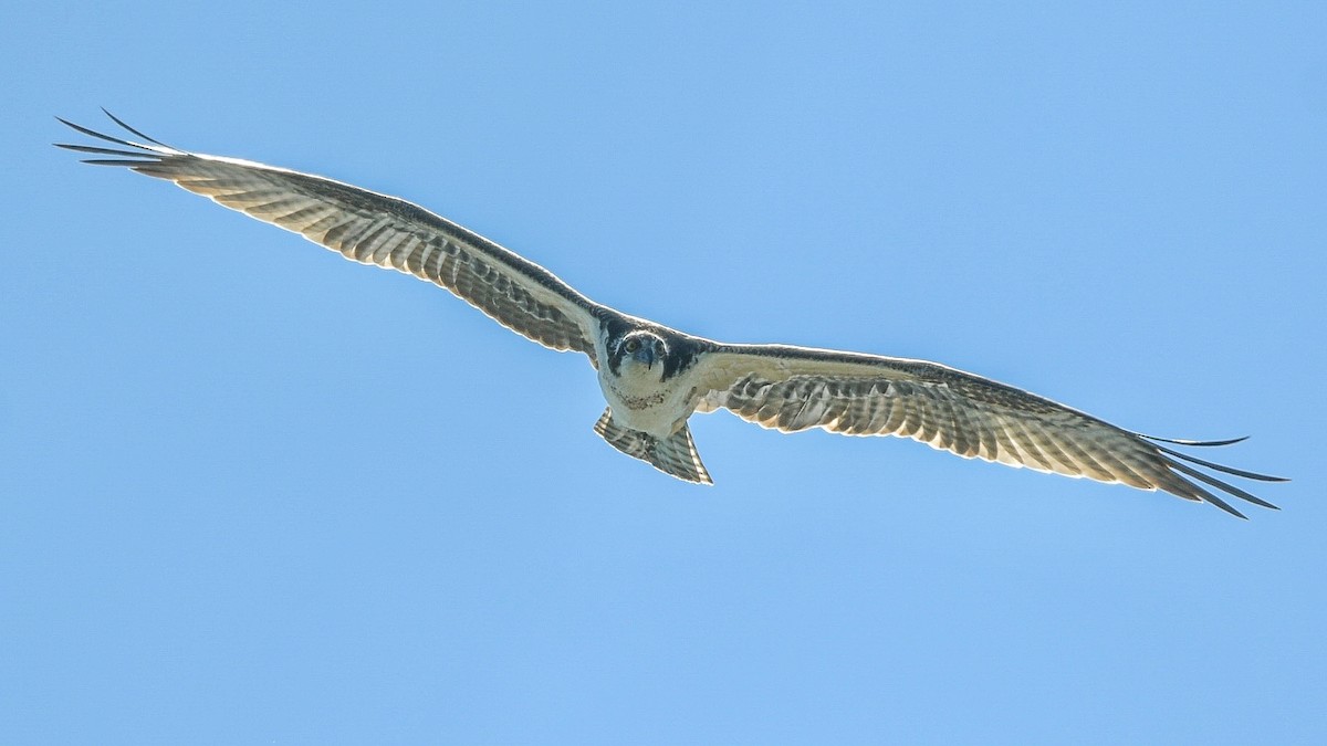 Águila Pescadora - ML643445365