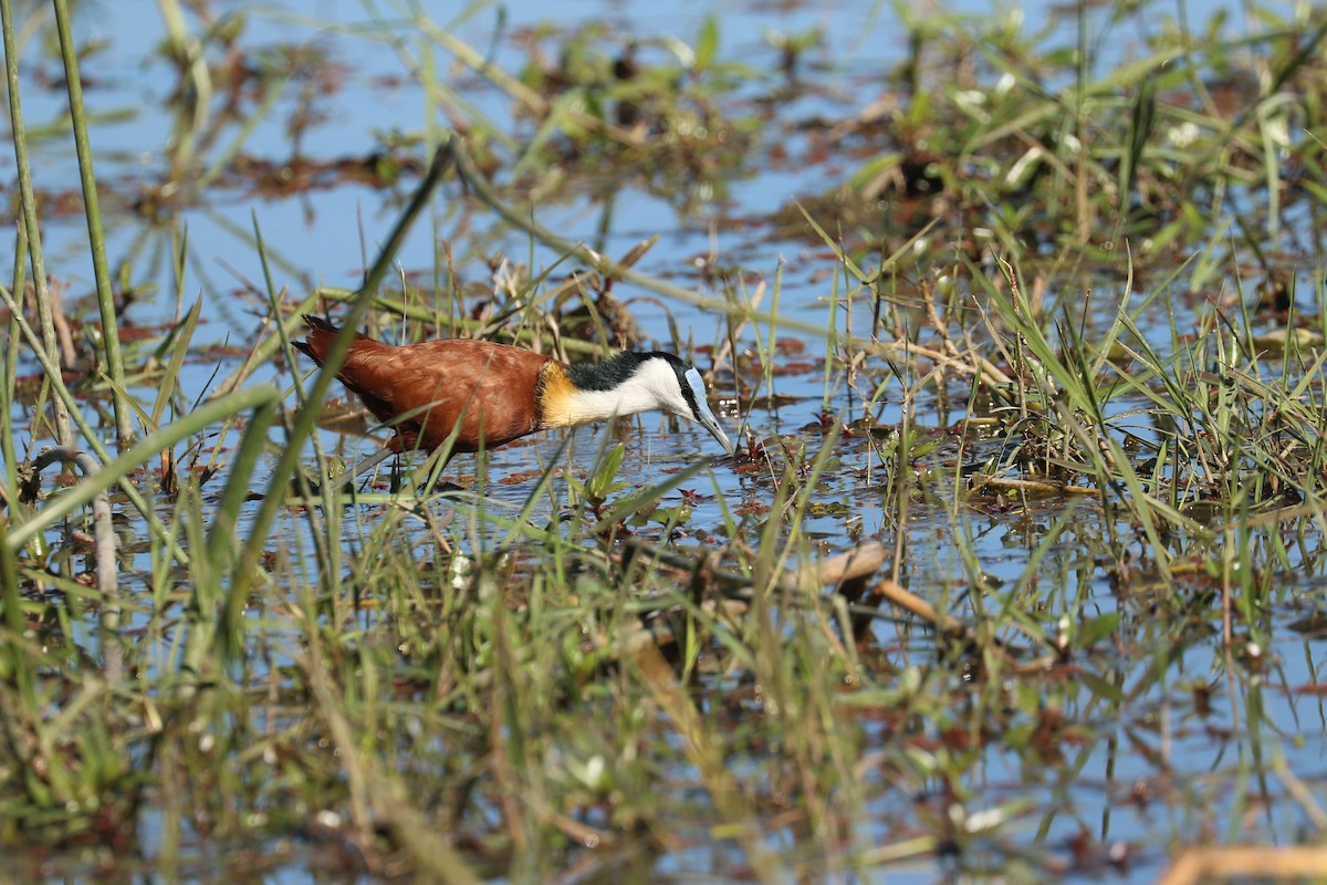 Jacana Africana - ML643445366