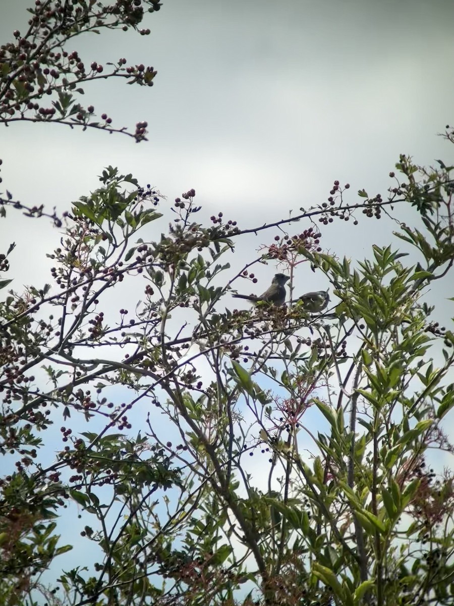 Curruca Capirotada - ML643445374