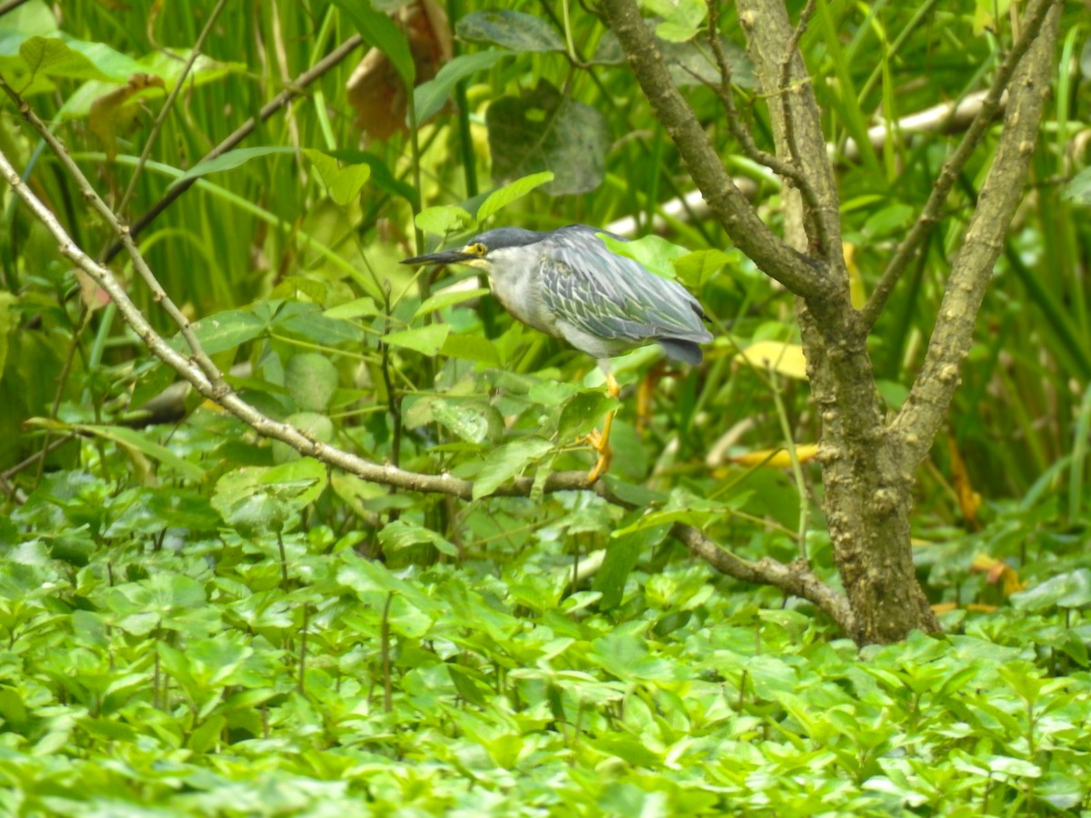 Striated Heron - ML643445377