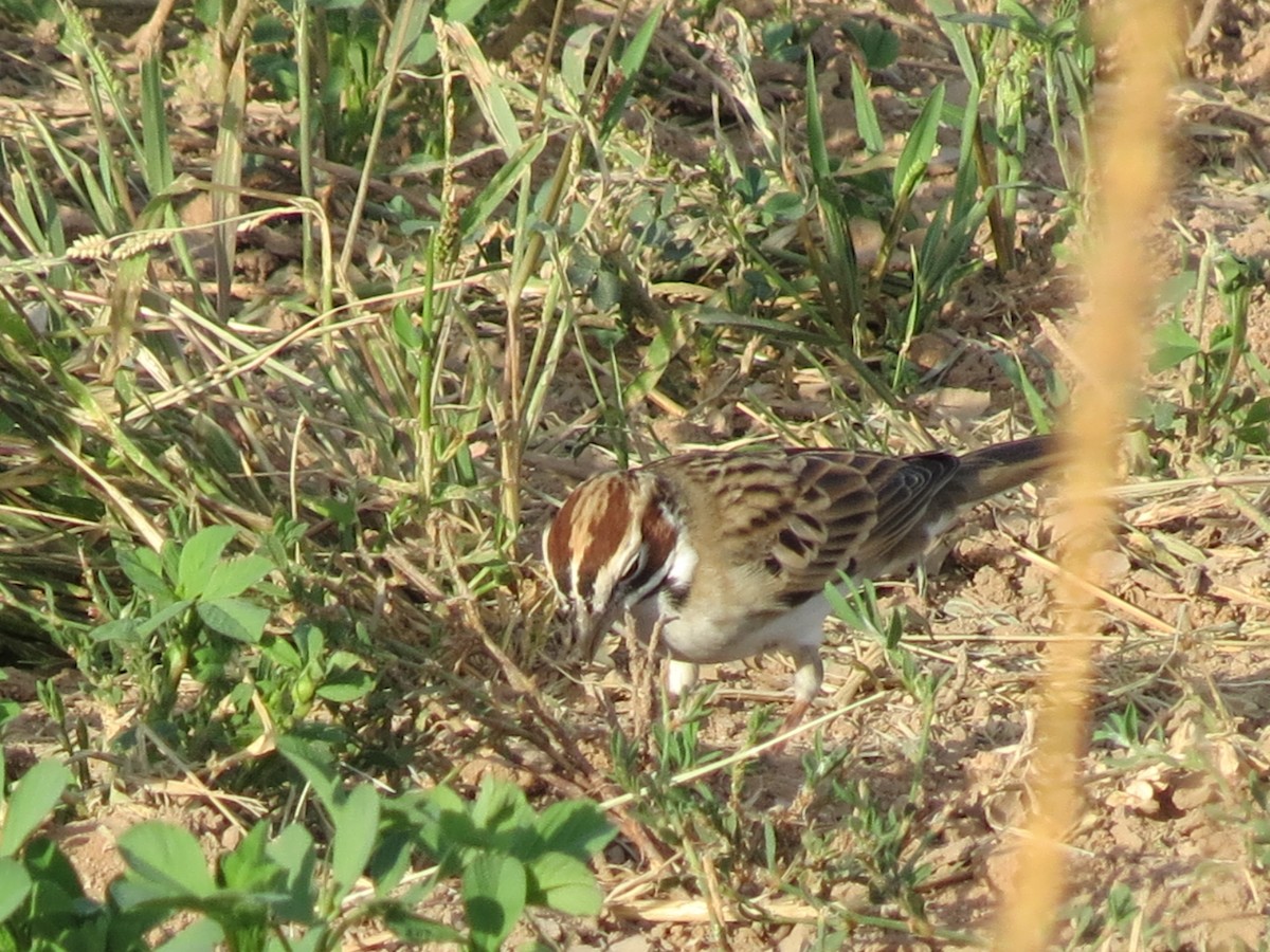 Lark Sparrow - ML643445385