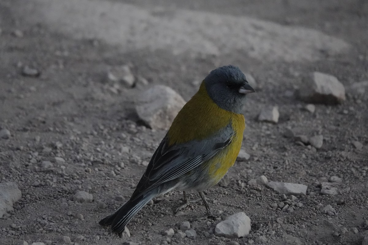 Gray-hooded Sierra Finch - ML643445386