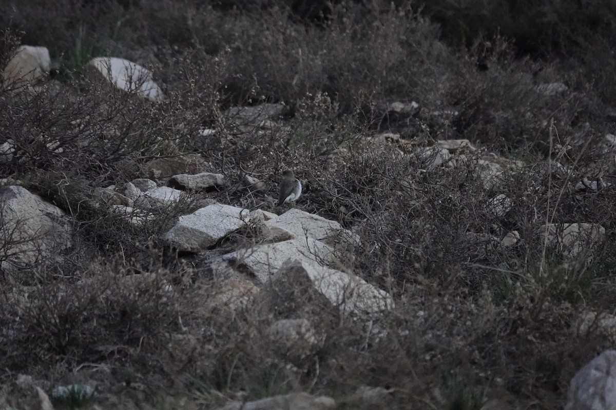 Rufous-naped Ground-Tyrant - ML643445401