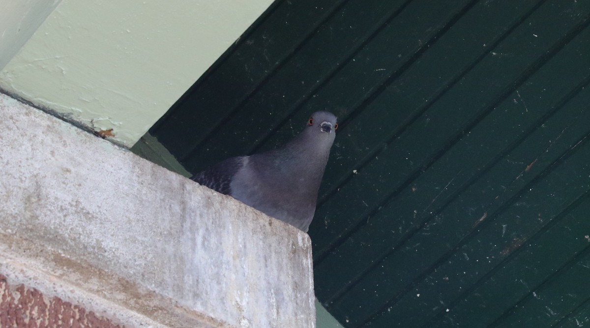 Rock Pigeon (Feral Pigeon) - ML643445404