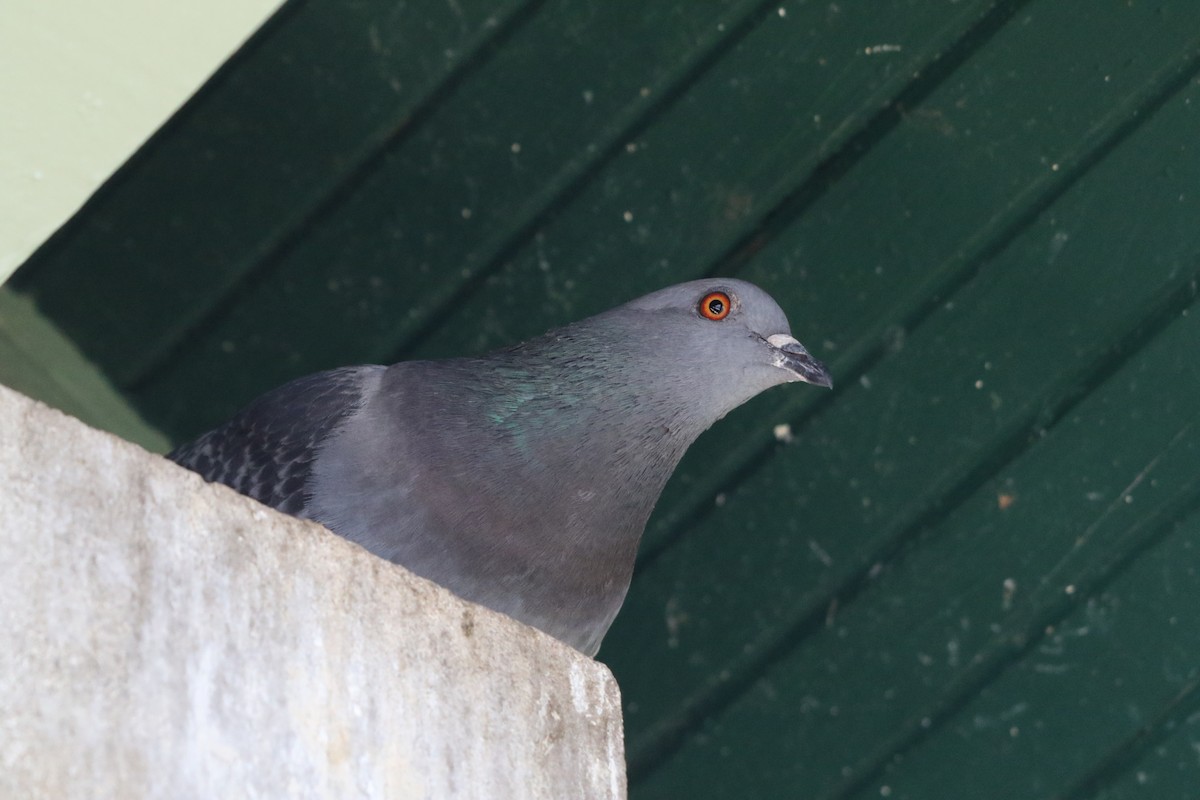 Rock Pigeon (Feral Pigeon) - ML643445405