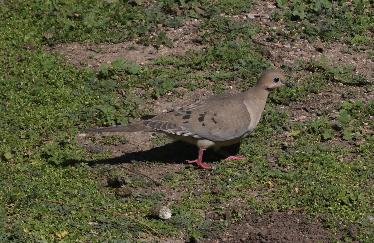 Mourning Dove - ML643445410