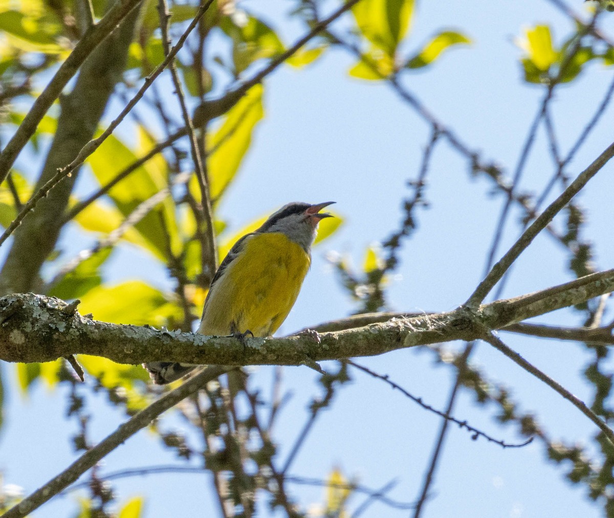 Bananaquit - ML643445412