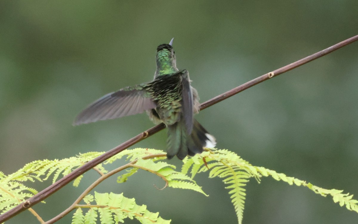 Scaly-breasted Hummingbird - ML643445414