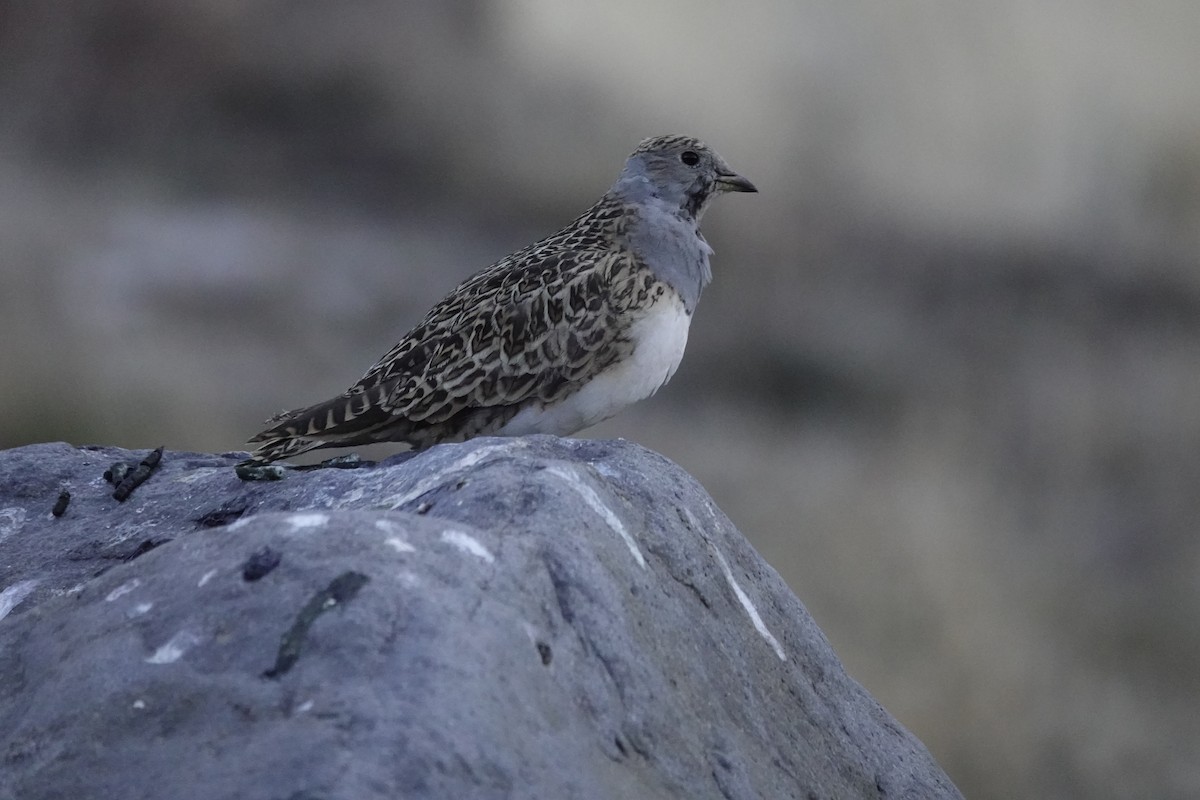 Gray-breasted Seedsnipe - ML643445416