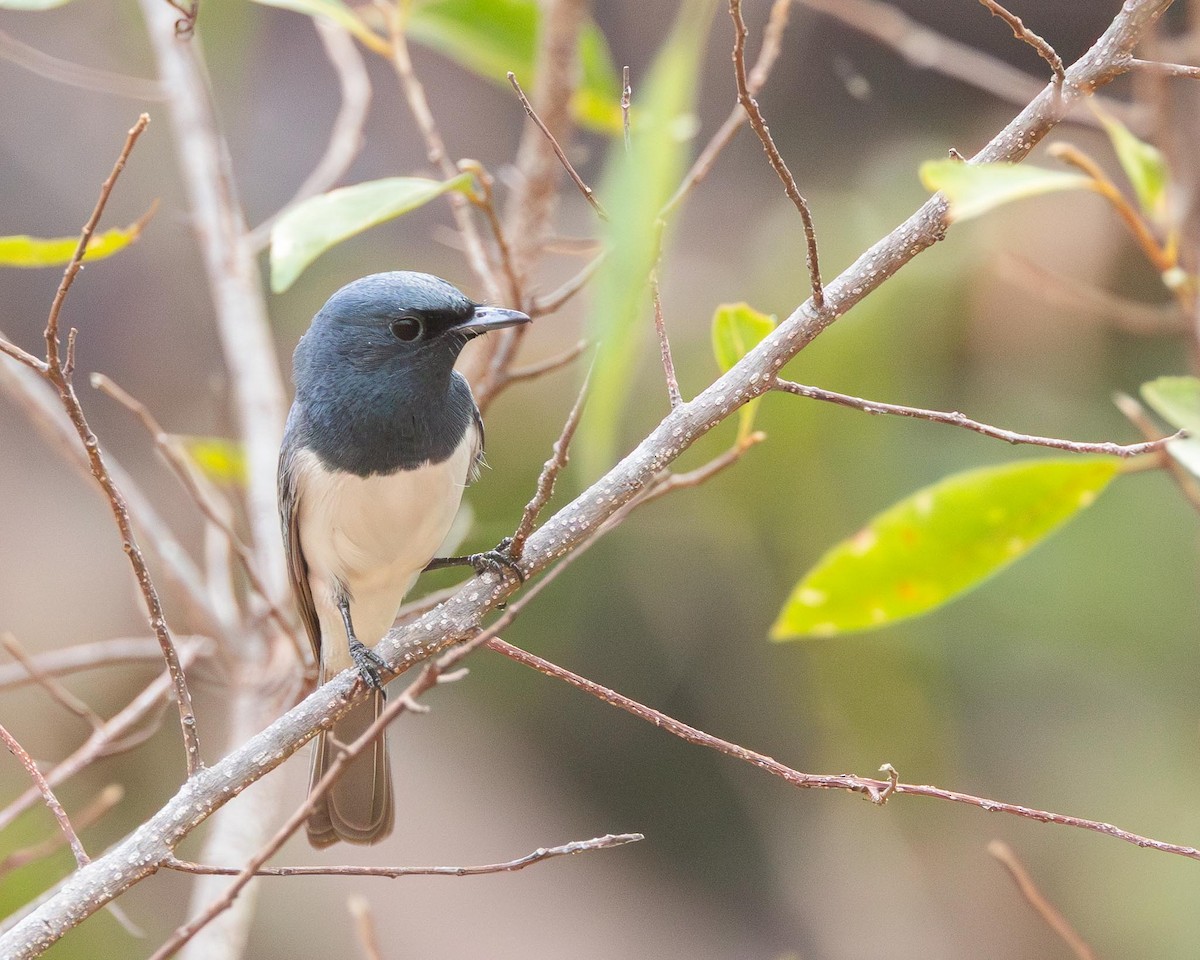 Leaden Flycatcher - ML643445421