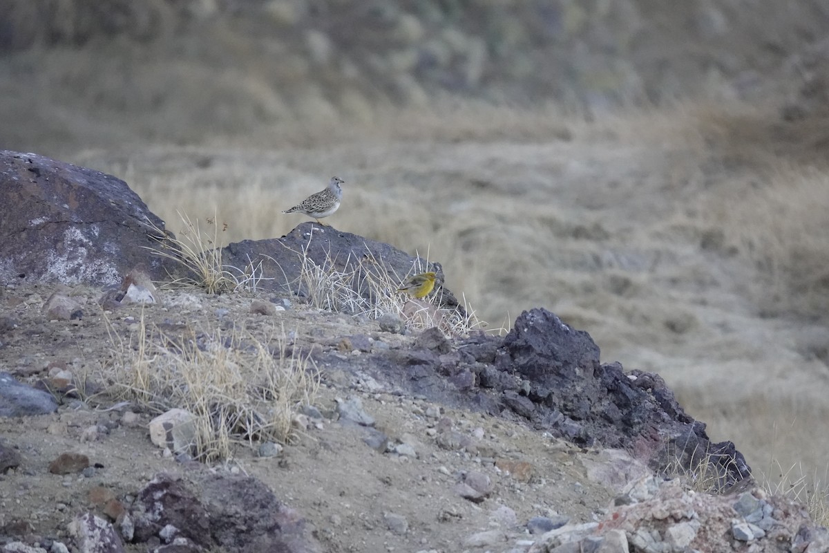 Gray-breasted Seedsnipe - ML643445424