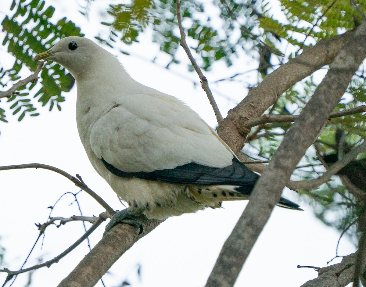 Torresian Imperial-Pigeon - ML643445433