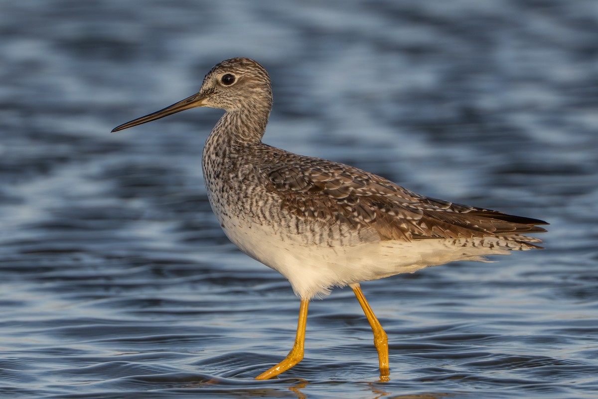Lesser Yellowlegs - ML643445434