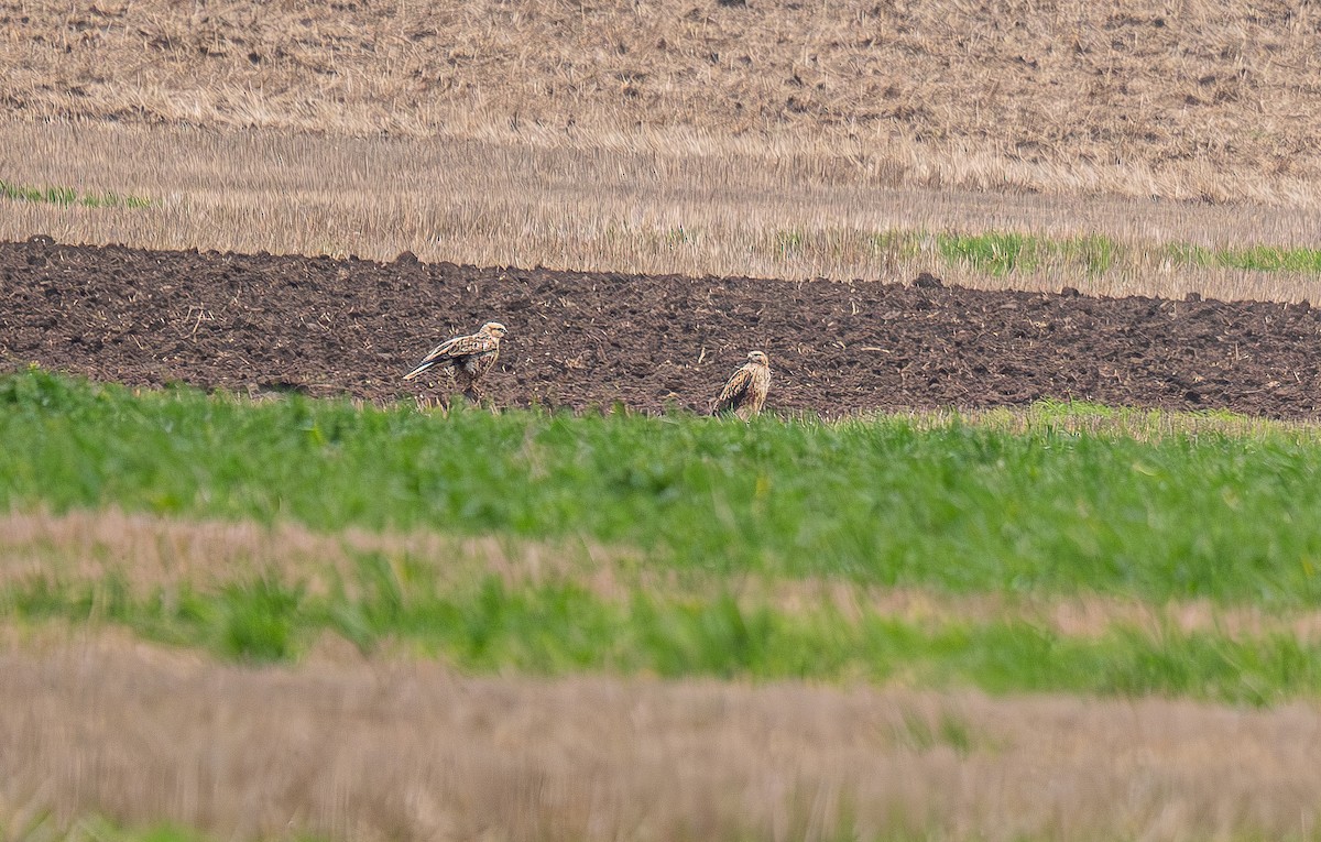 Long-legged Buzzard - ML643445440