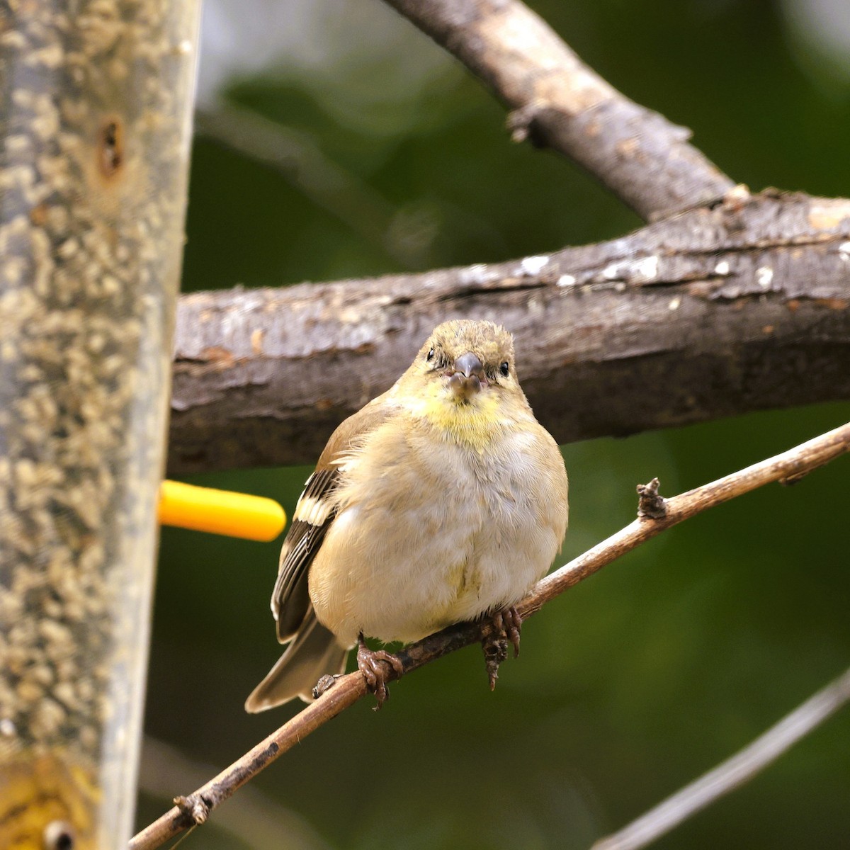American Goldfinch - ML643445441