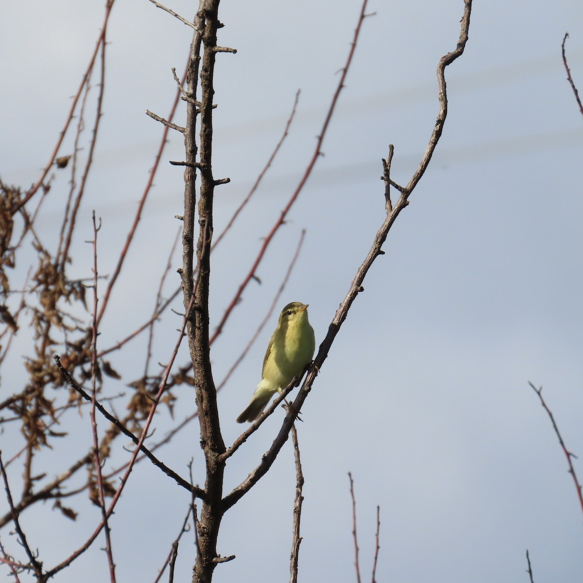 Willow Warbler - ML643445442