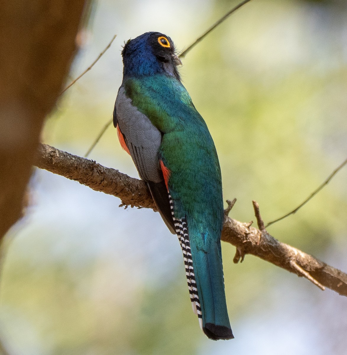 Blue-crowned Trogon - ML643445445