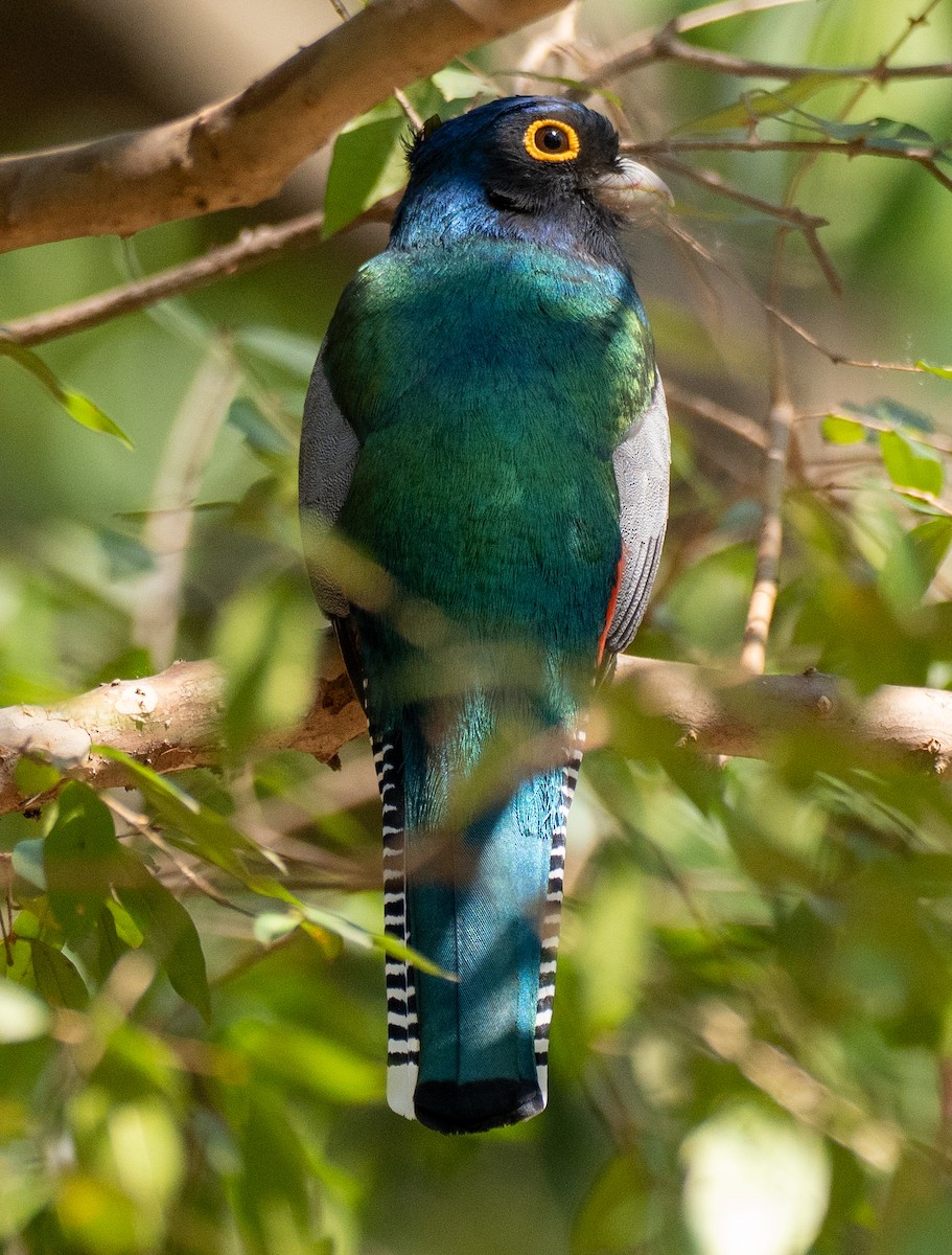 Blue-crowned Trogon - ML643445446