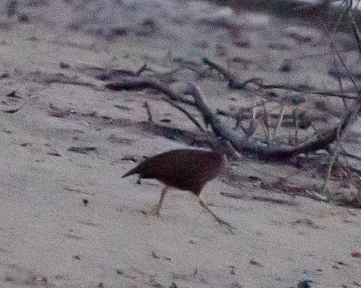 Chestnut Rail - ML643445448