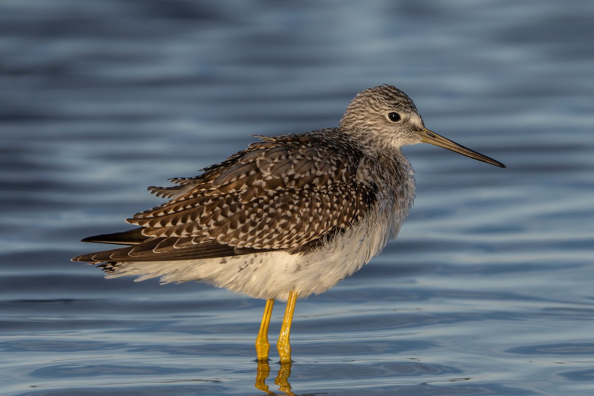 Greater Yellowlegs - ML643445449