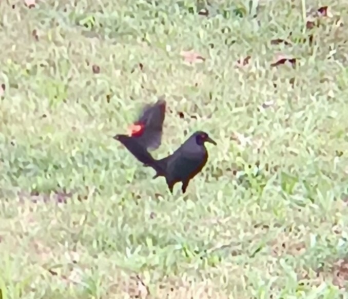 Giant Cowbird - ML643445452