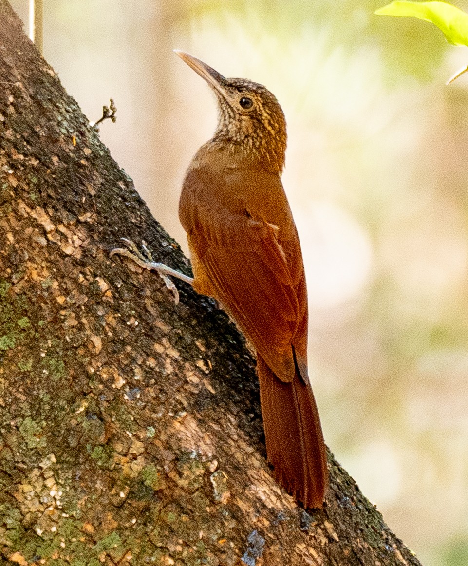 Black-banded Woodcreeper - ML643445455
