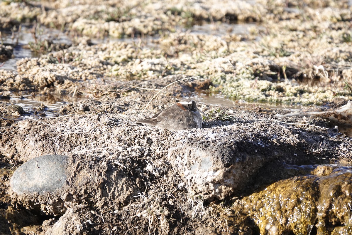 Diademed Sandpiper-Plover - ML643445456