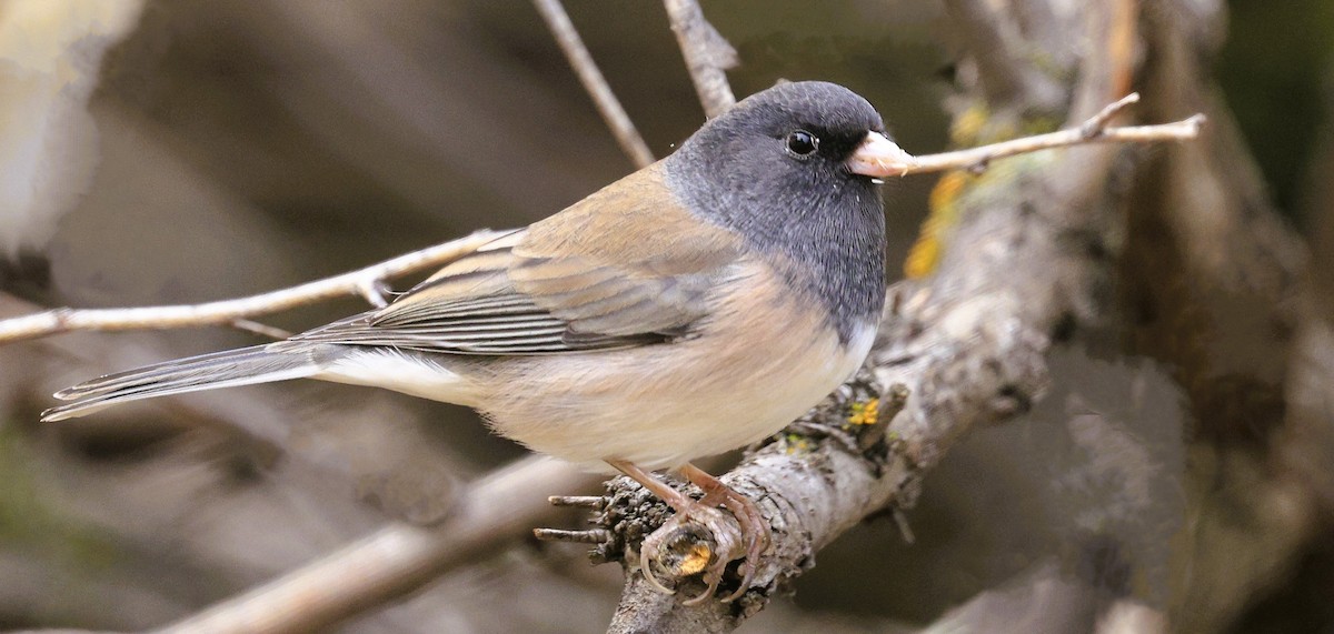 Dark-eyed Junco - ML643445457