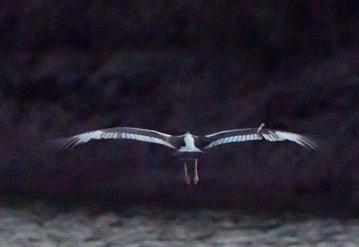 Black-necked Stork - ML643445458