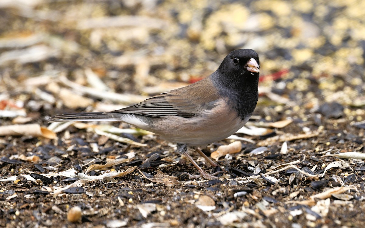 Dark-eyed Junco - ML643445460