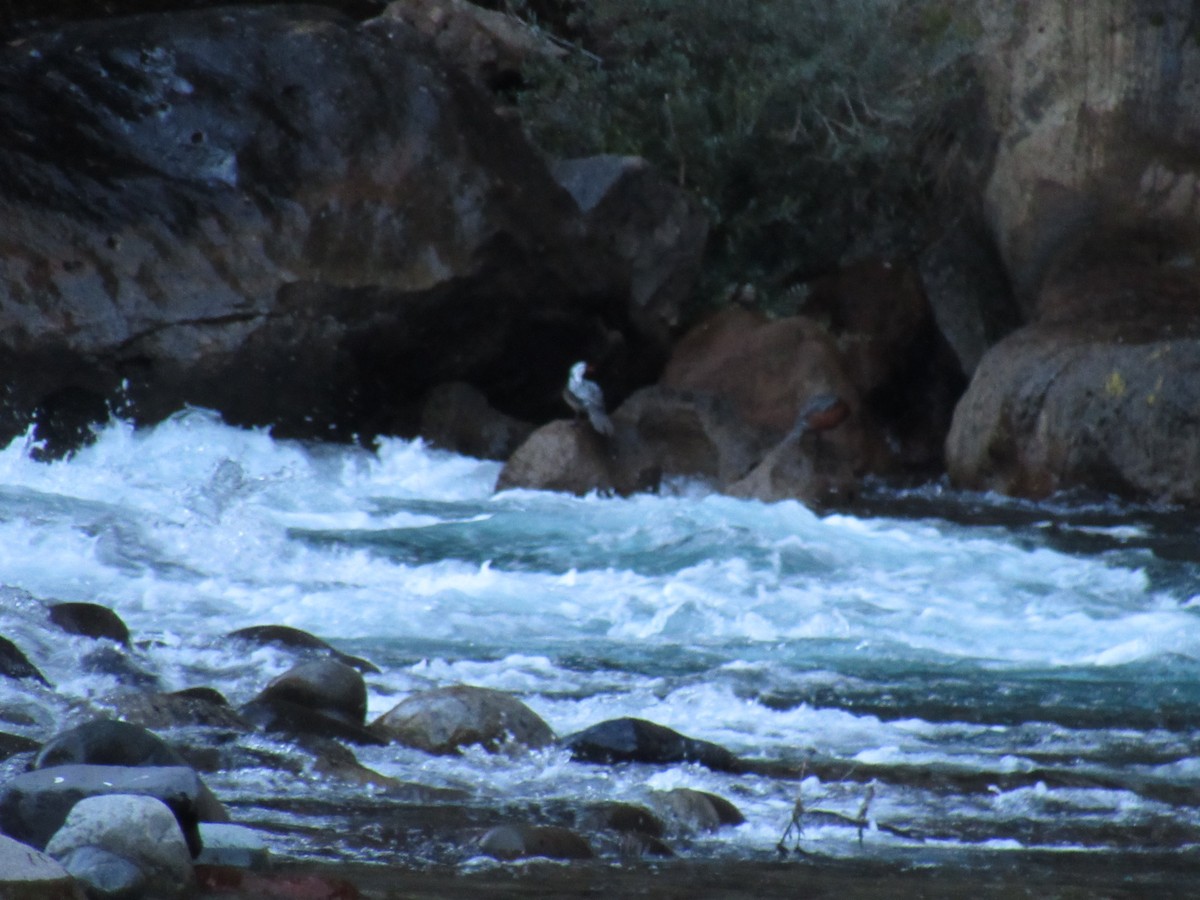 Torrent Duck - ML643445461