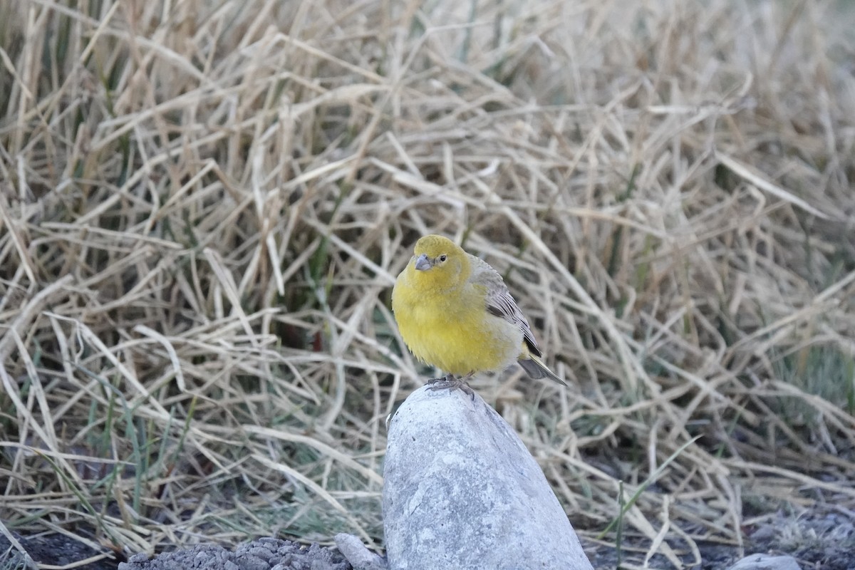 Greater Yellow-Finch - ML643445462