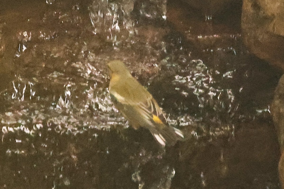 Magnolia Warbler - ML643445463
