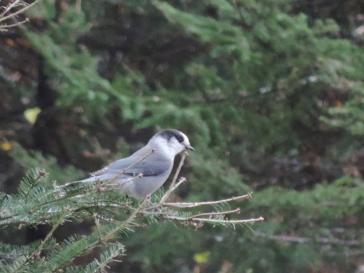Canada Jay - ML643445465