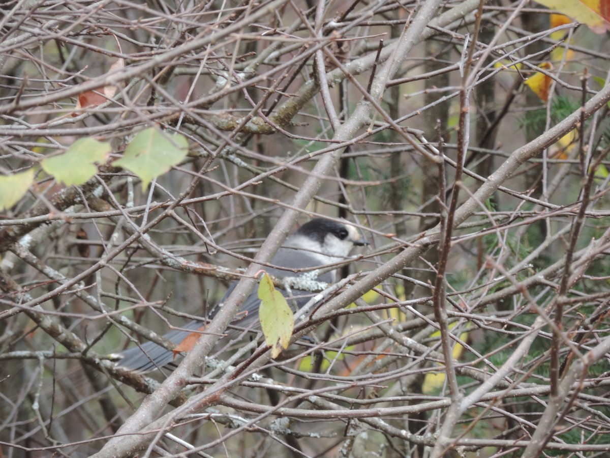 Canada Jay - ML643445466