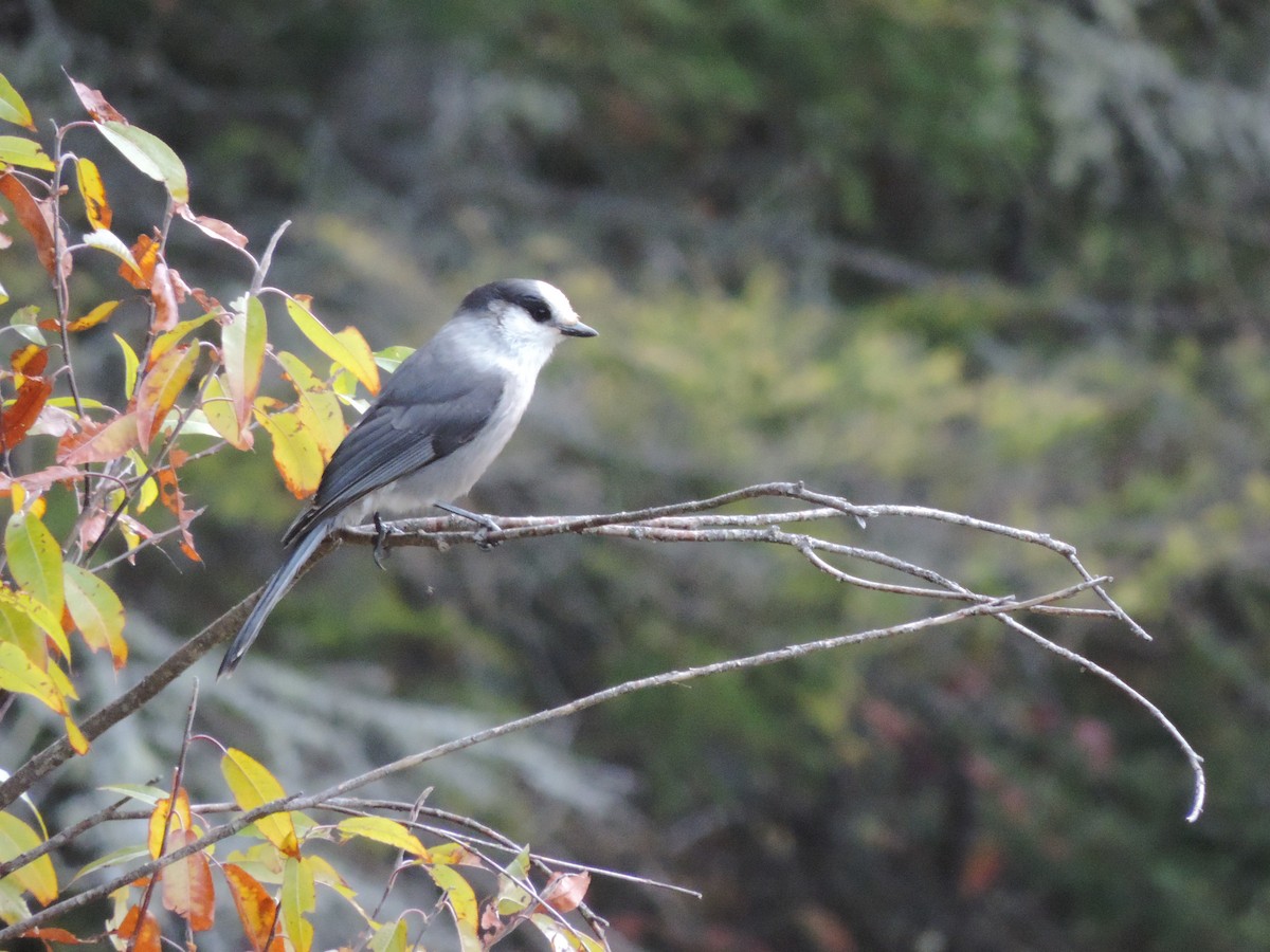 Canada Jay - ML643445467
