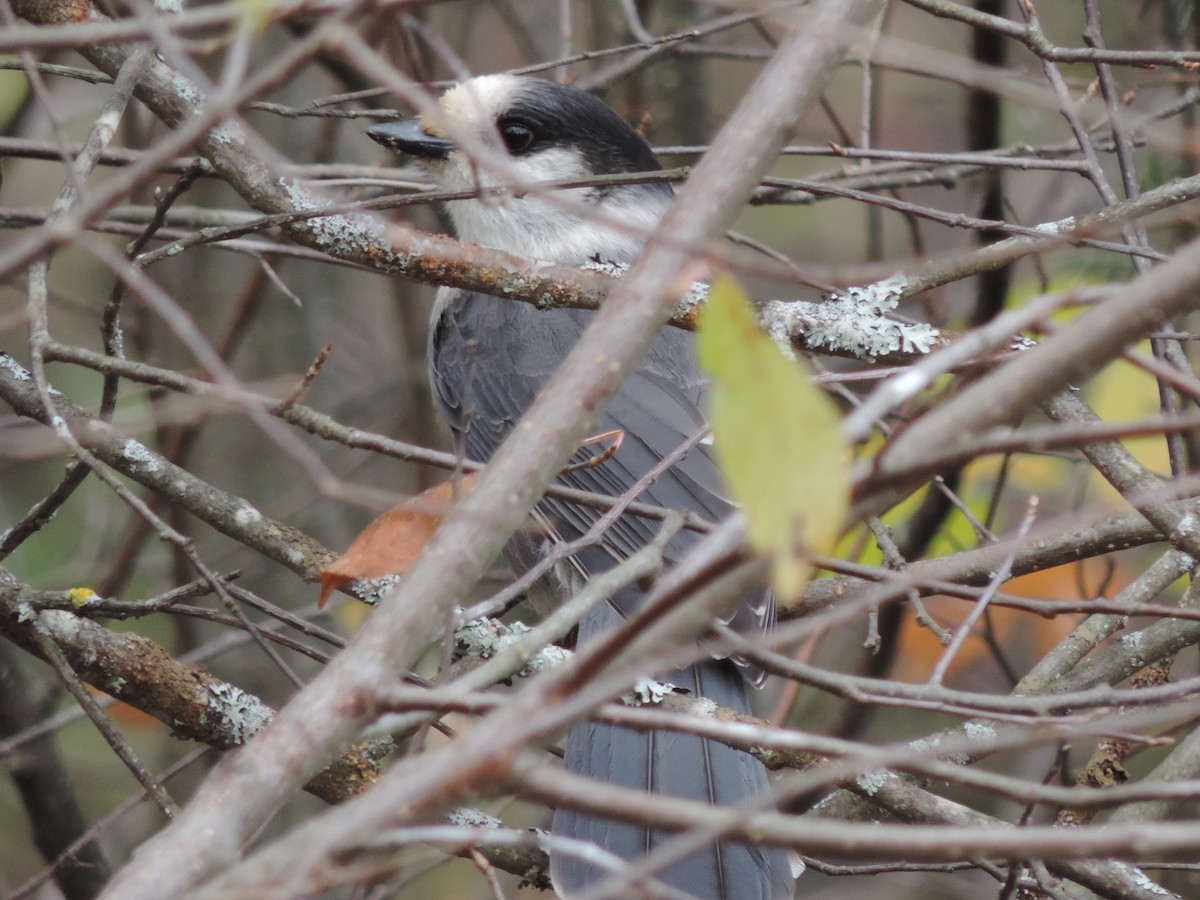 Canada Jay - ML643445468