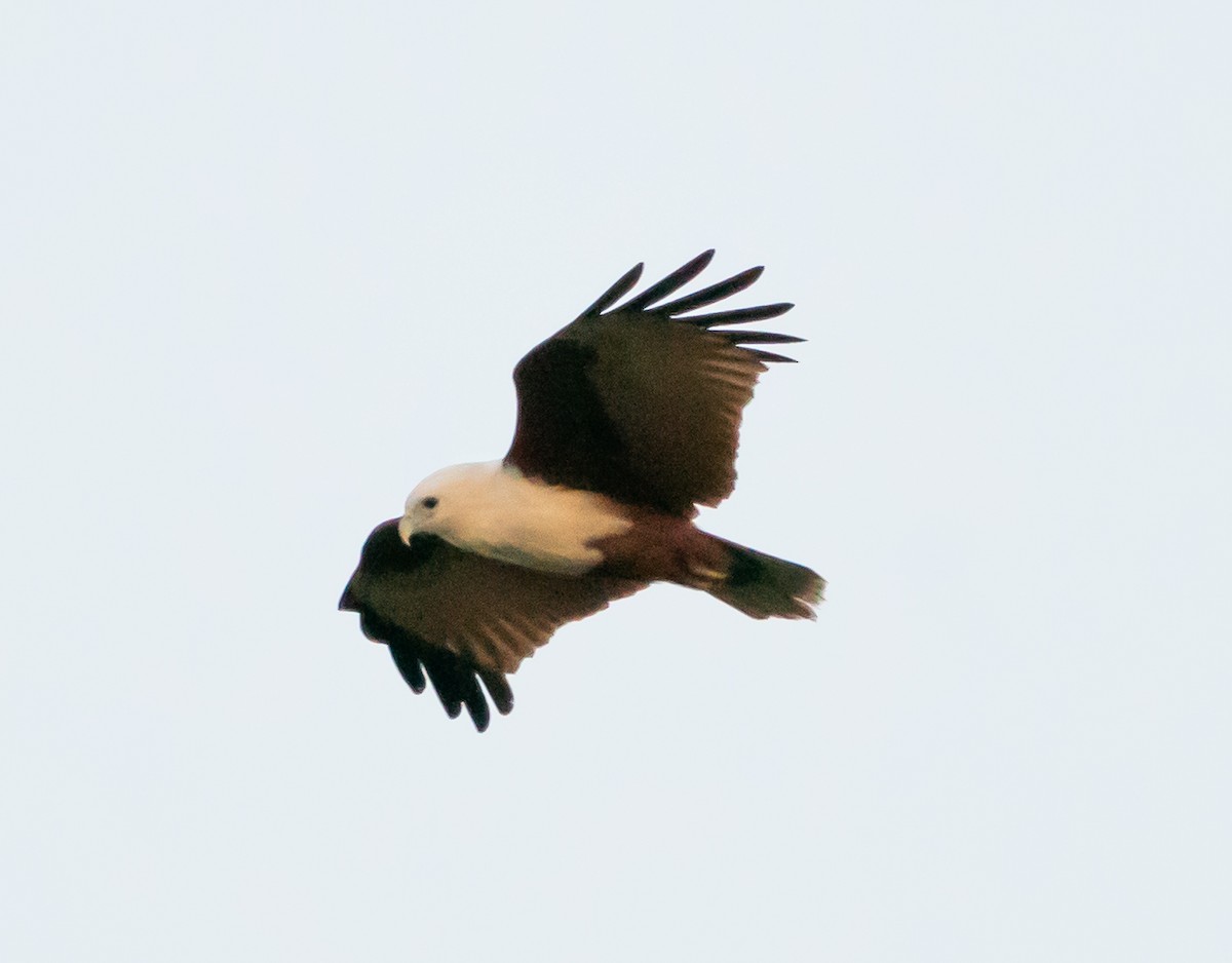 Brahminy Kite - ML643445469