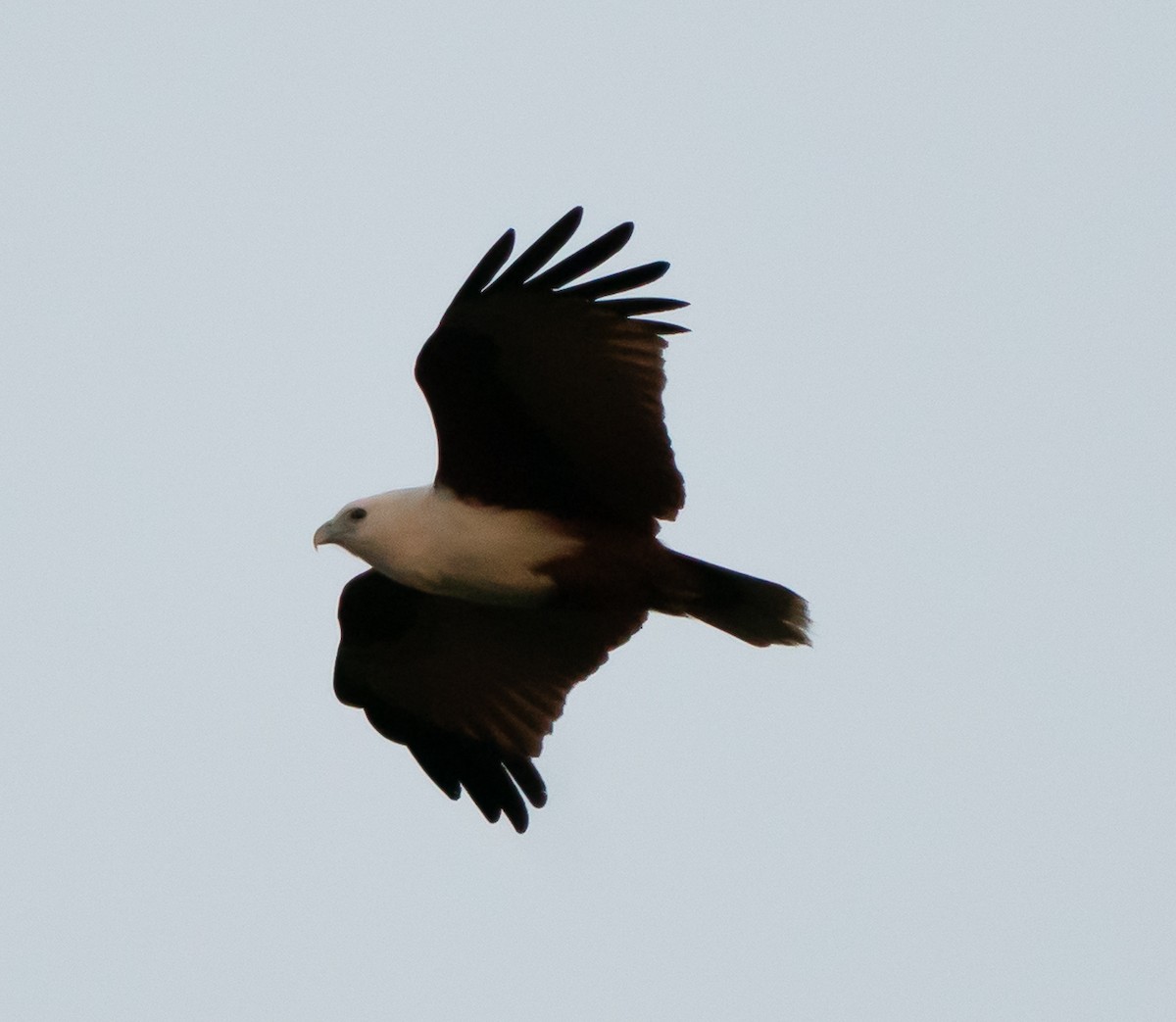 Brahminy Kite - ML643445470