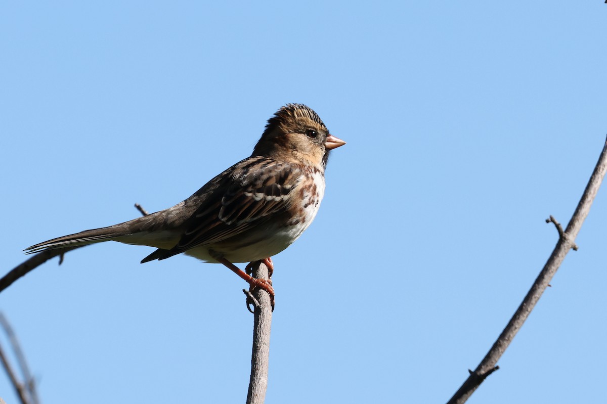 Harris's Sparrow - ML643445471