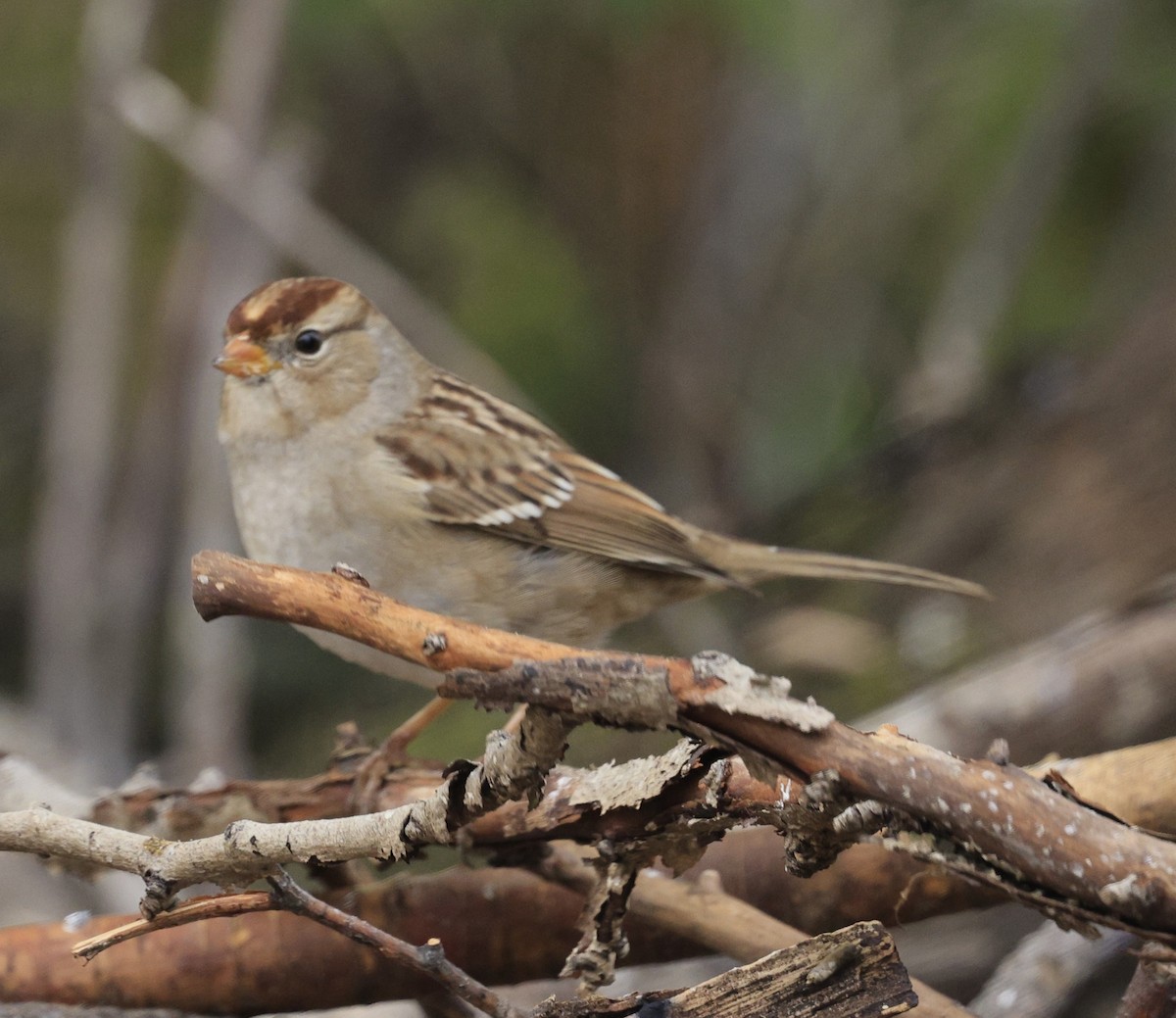 White-crowned Sparrow - ML643445474