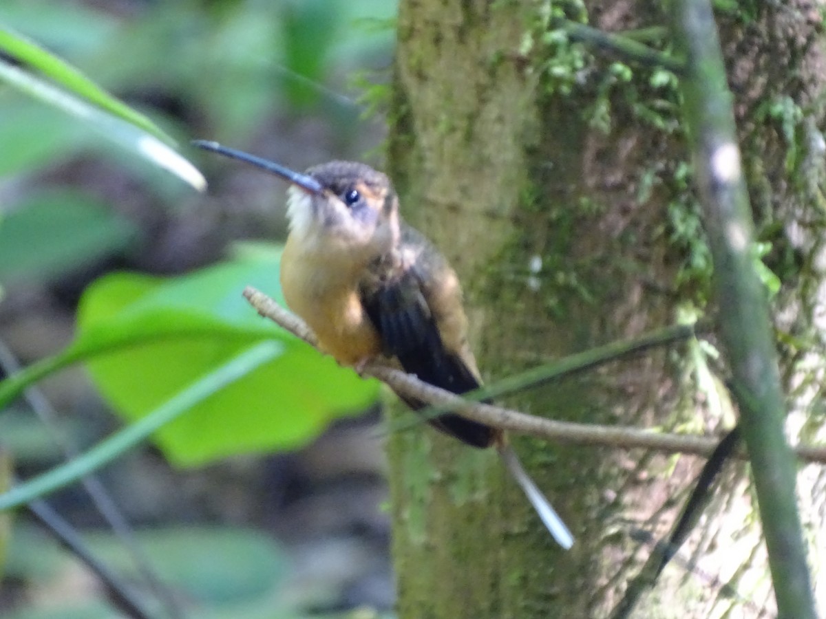 Koepcke's Hermit - ML643445482
