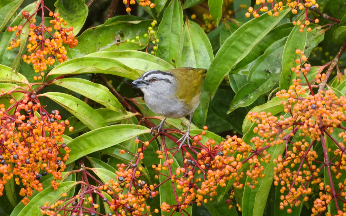 Black-striped Sparrow - ML643445484