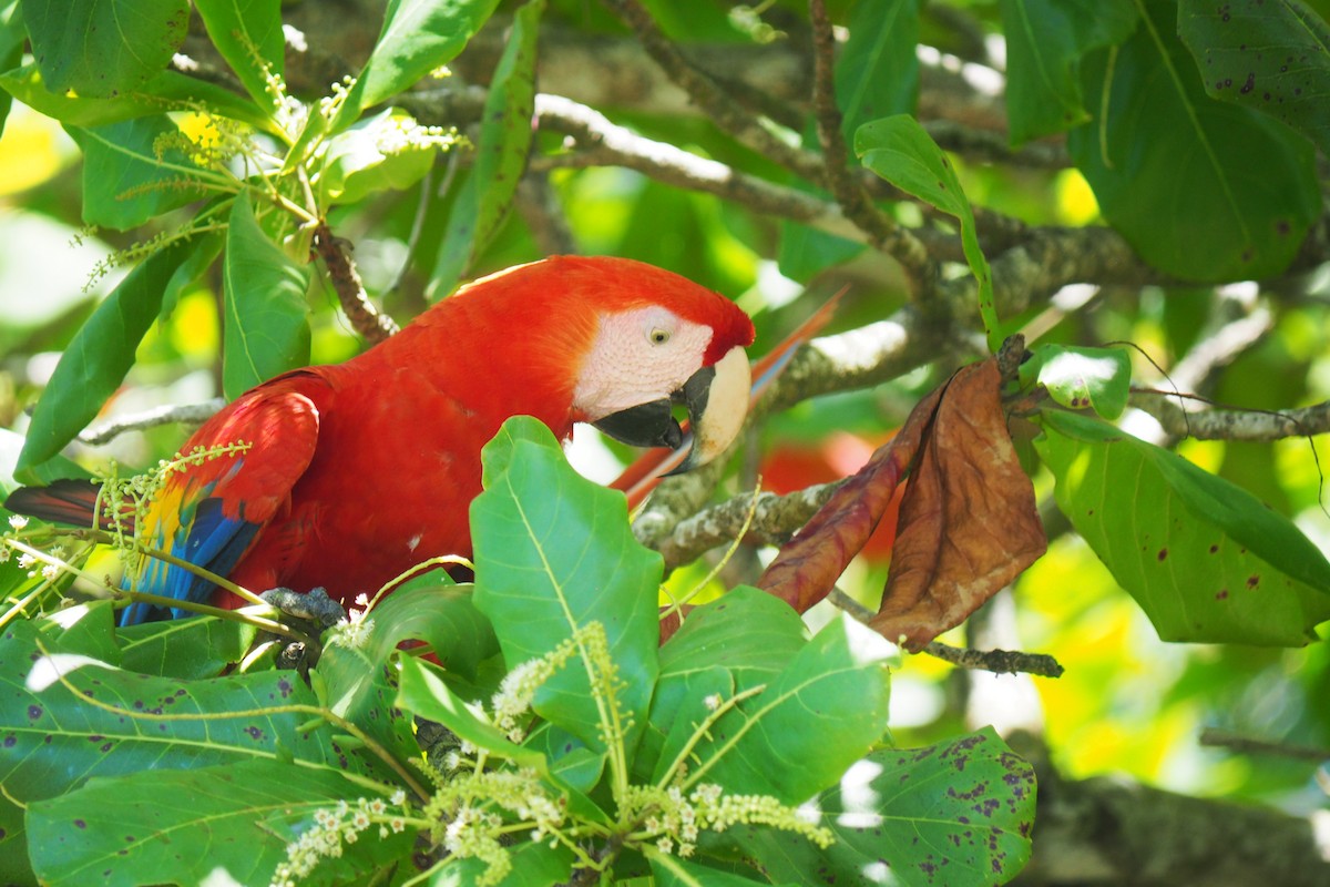 Scarlet Macaw - ML643445497