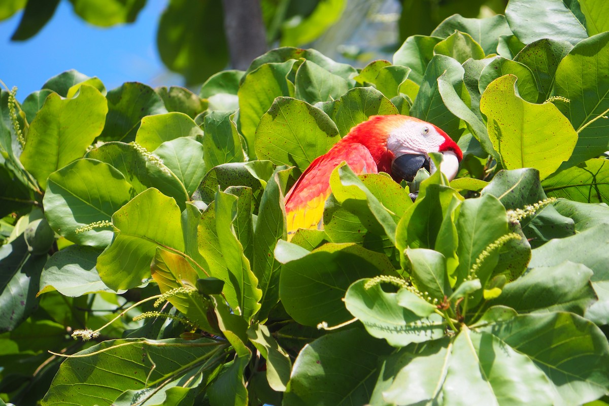 Scarlet Macaw - ML643445498