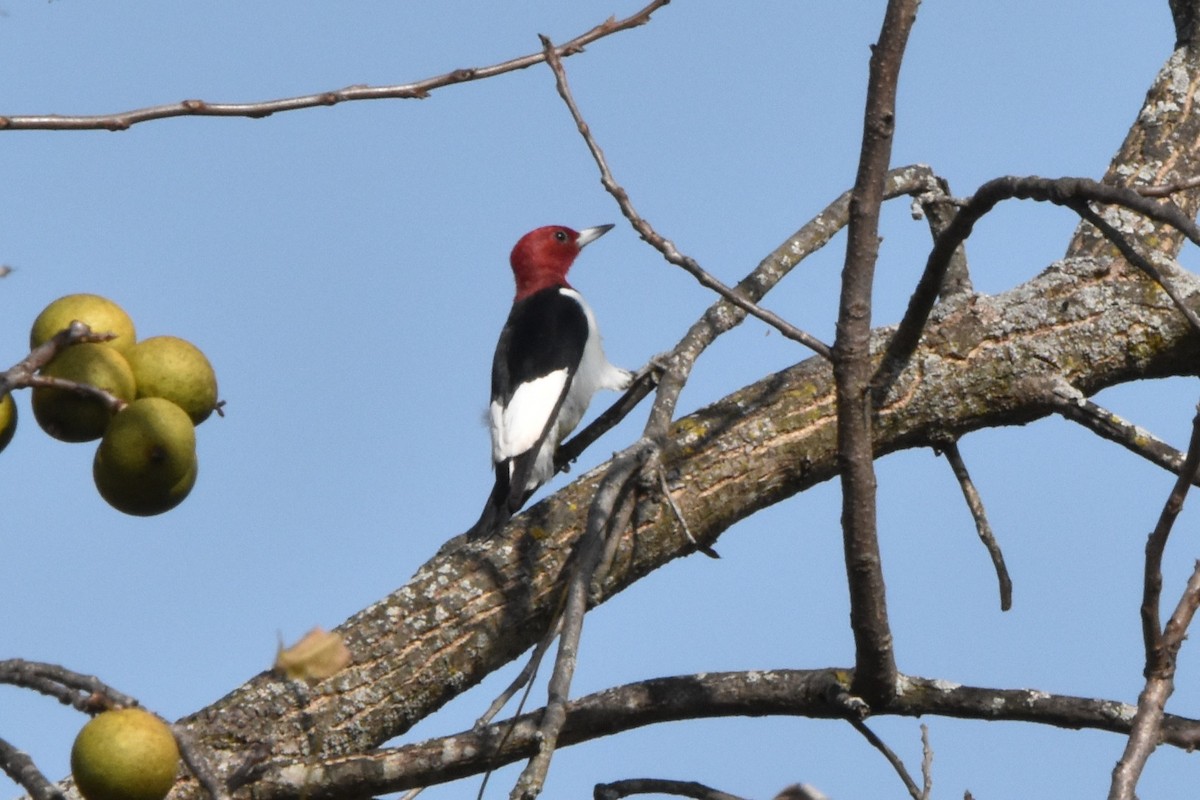 Red-headed Woodpecker - ML643445499