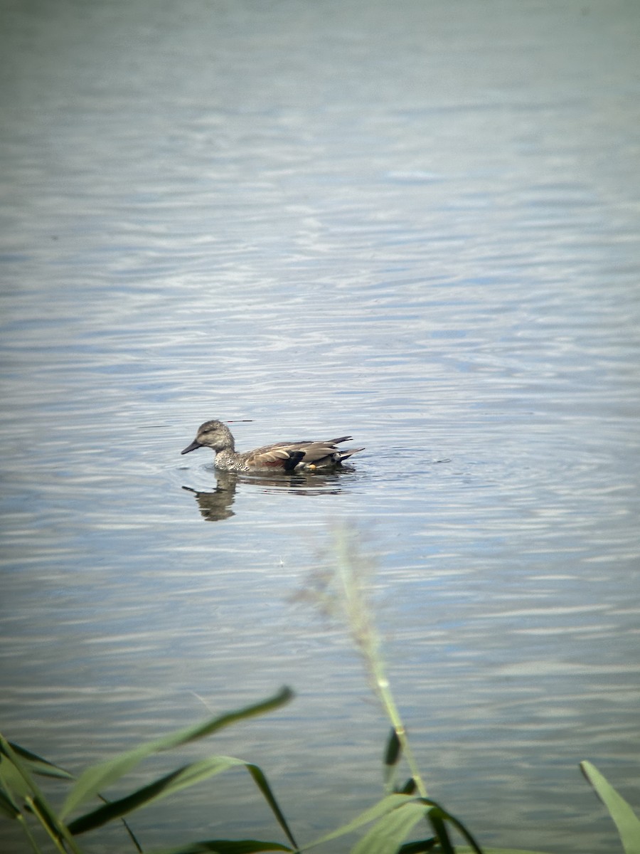 Gadwall - ML643445500