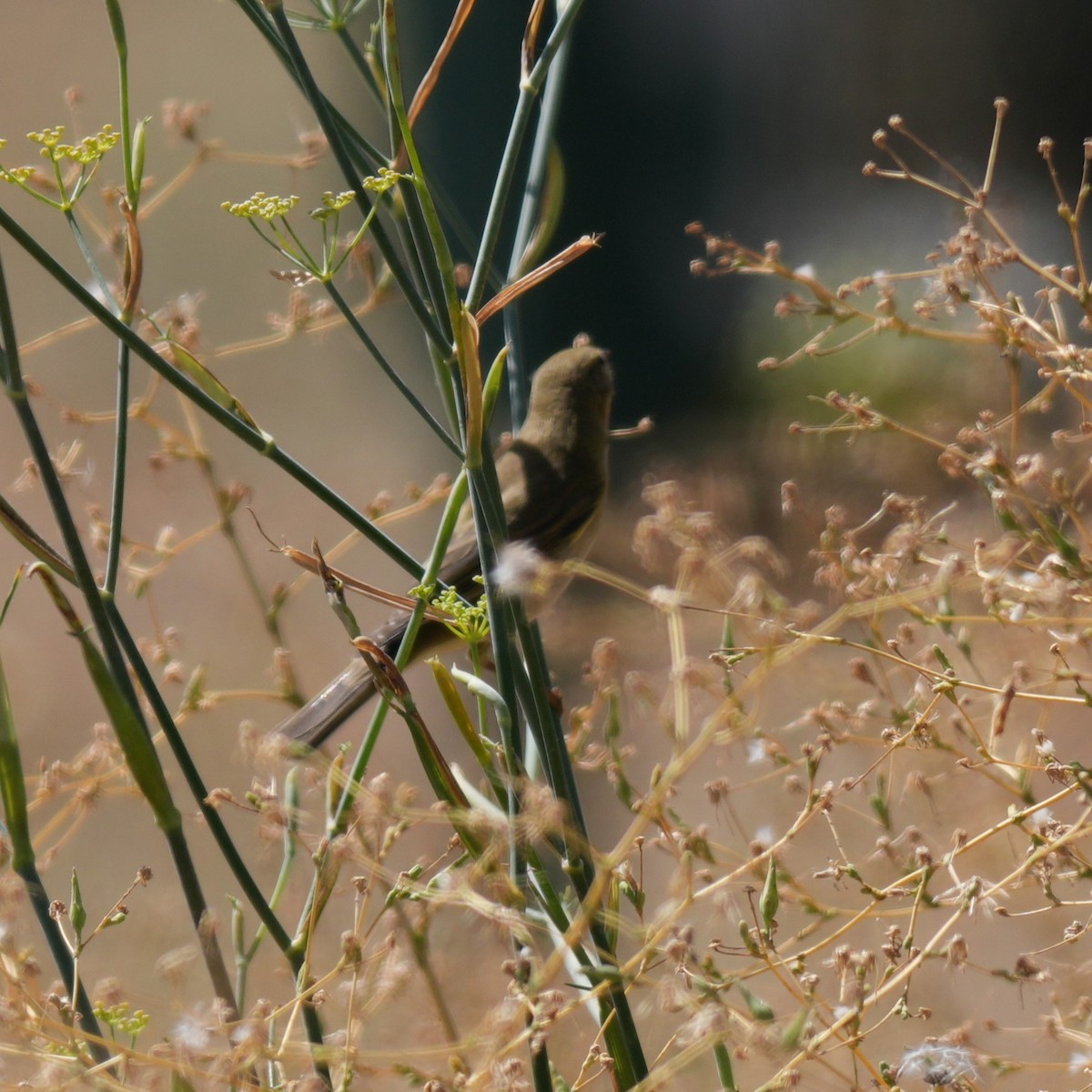 עלווית חורף איברית - ML643445503