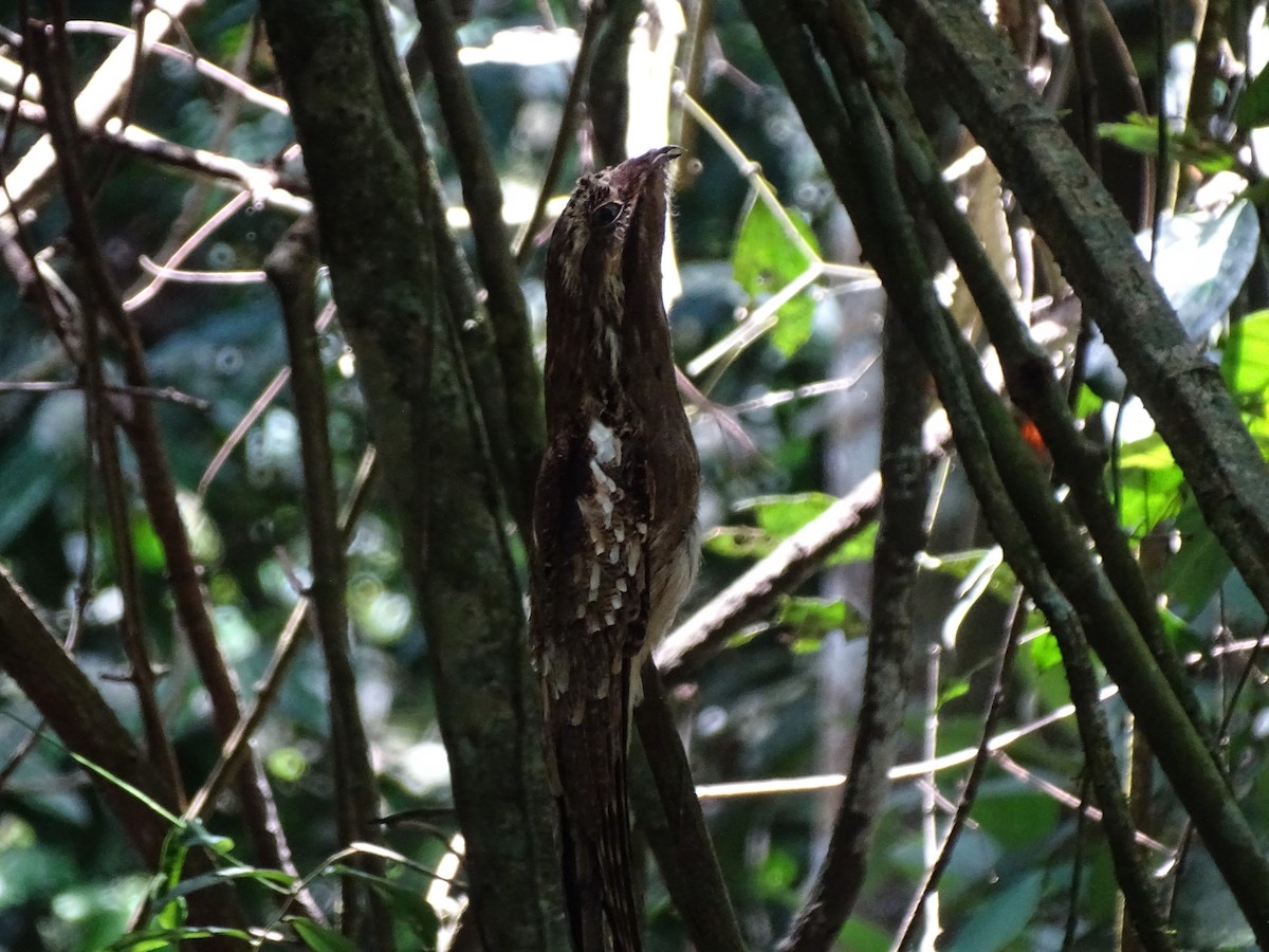 Long-tailed Potoo - ML643445515