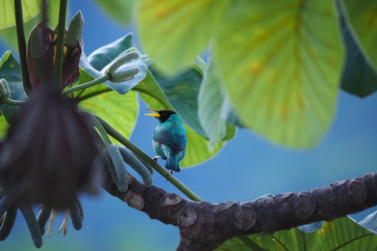 Green Honeycreeper - ML643445521
